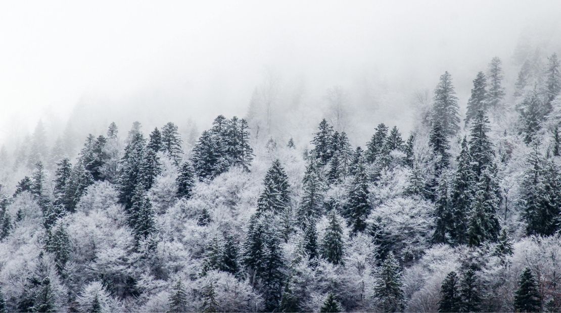 snow trees at interlaken